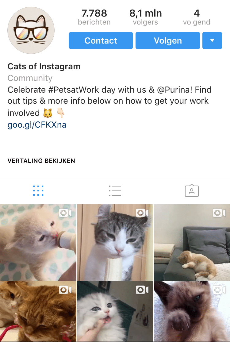 example-instagram-account-theme-cats